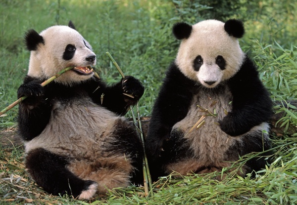 Panda